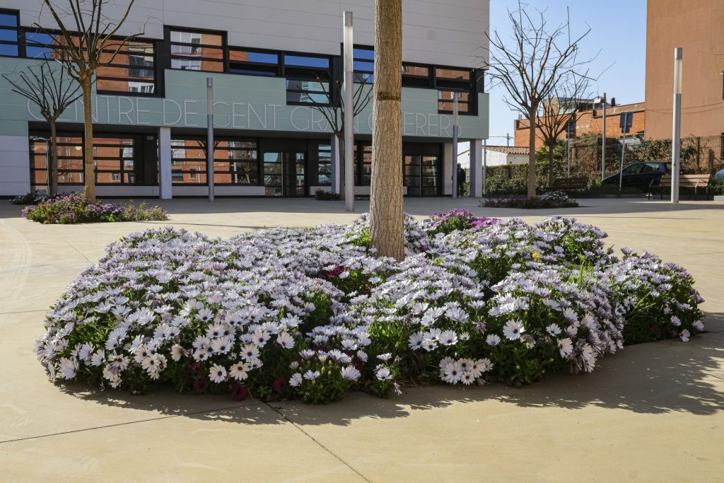 Sant Joan Despí rep tres flors d’honor com a ‘Vila Florida’