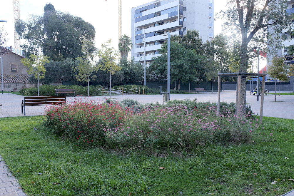 Renovació de l’arbrat a Sant Joan Despí per fer front al canvi climàtic